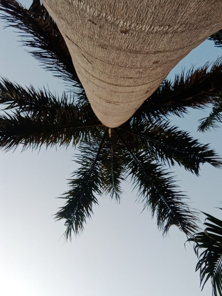 palm, coconut, tropical, monstera, tree, exotic, summer, fern, beach, island, leaf, green, plant, coconuts, nature, hammock, frond, white, botany, foliage, hawaii, food, leaves, betel, jungle