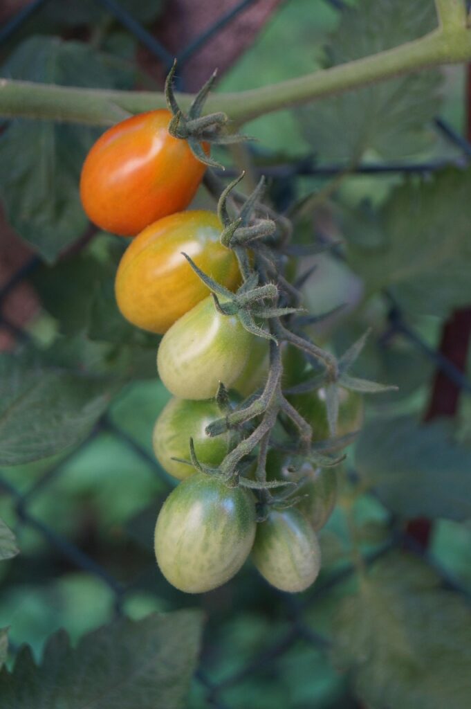 tomatoes, vine tomatoes, tomato plant, vegetable garden, garden, allotment garden, nature