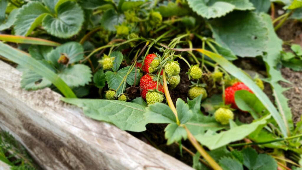 Close-up of ripe and unripe strawberries in a garden bed, showcasing growth stages.